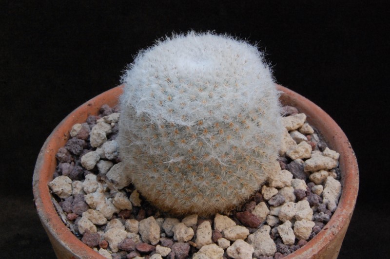 Mammillaria albilanata 