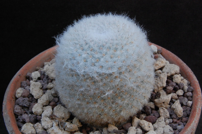 Mammillaria albilanata 