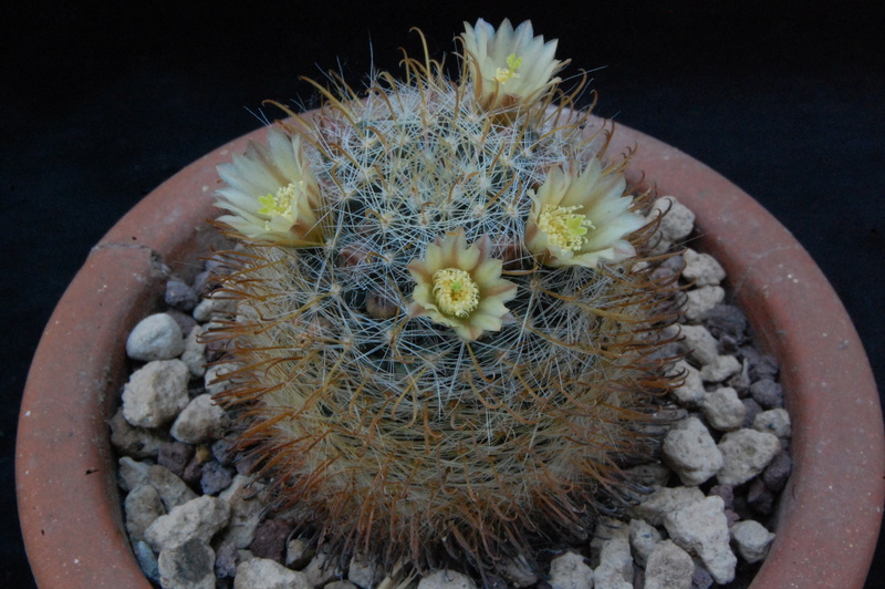 Mammillaria calleana 