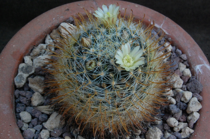 Mammillaria calleana 