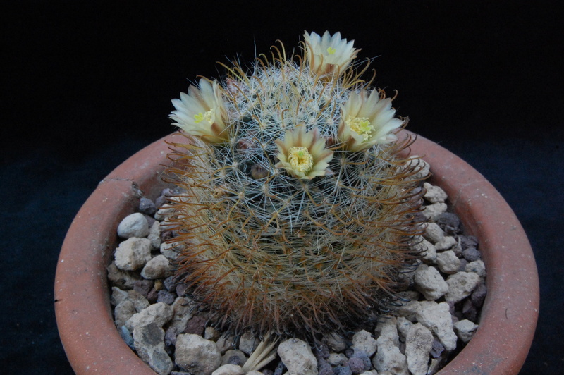 Mammillaria calleana 