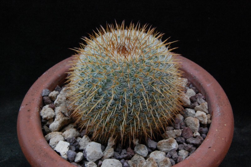 Mammillaria aff. flavicentra ROG 138