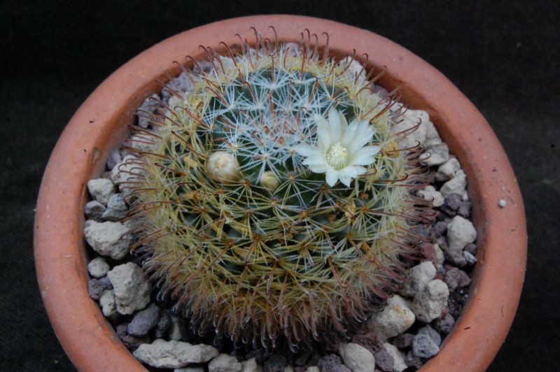 Mammillaria nana ssp. duwei MZ 707