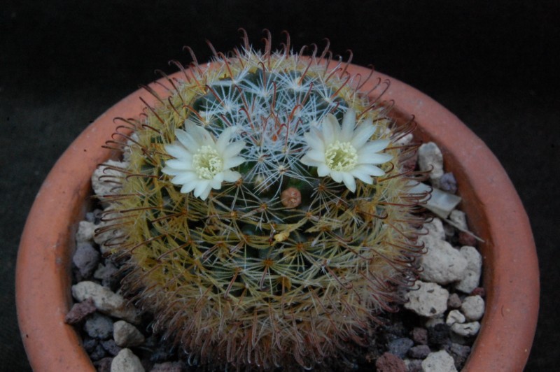 Mammillaria nana ssp. duwei MZ 707