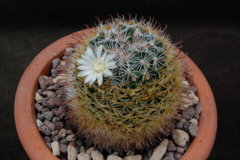 Mammillaria nana ssp. duwei MZ 707