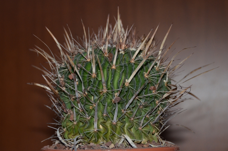 Echinofossulocactus crispatus f. longispinus 