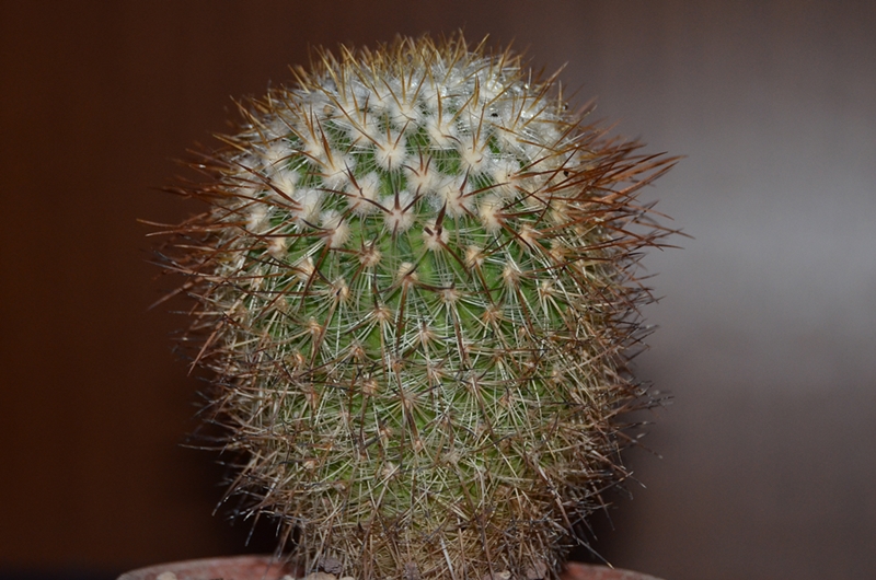 Echinofossulocactus vaupelianus 