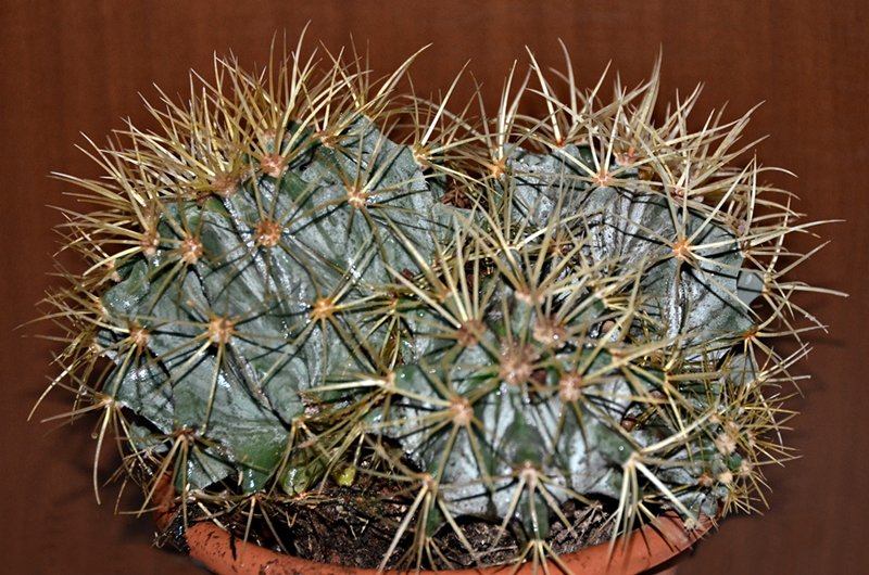 Ferocactus glaucescens 