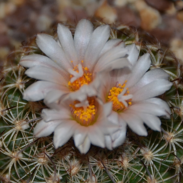 Turbinicarpus ysabelae 