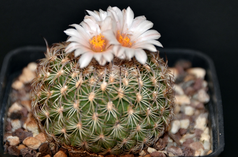 Turbinicarpus ysabelae 