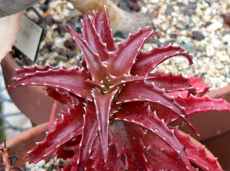 Aloe dorotheae 