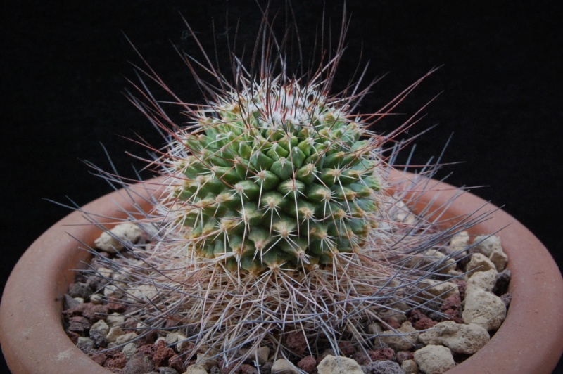 Mammillaria aff. papasquiarensis ROG 307