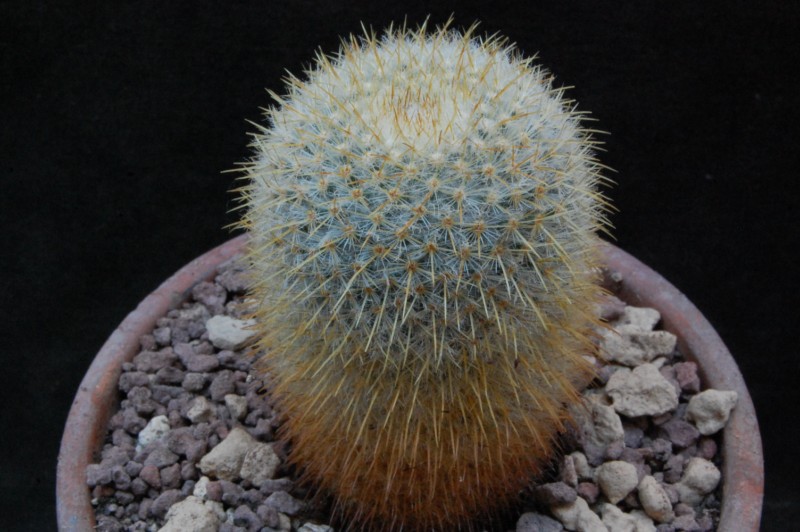 Mammillaria aff. flavicentra ROG 264