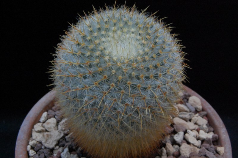 Mammillaria aff. flavicentra ROG 264