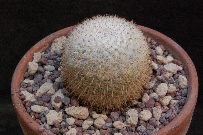 Mammillaria noureddineana ML 369