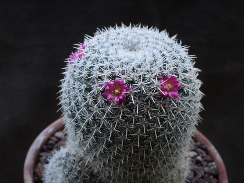 Mammillaria noureddineana ML 369