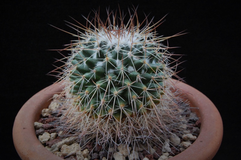 Mammillaria papasquiarensis HO 131