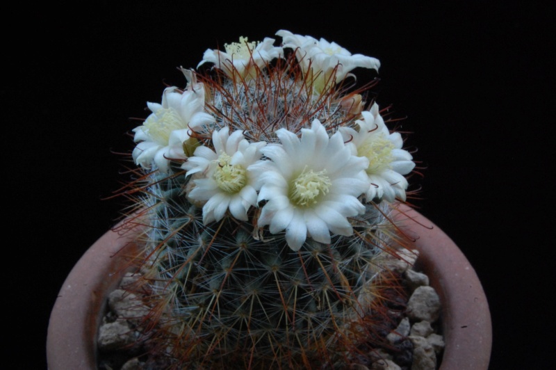 Mammillaria gilensis  forma LAU 1046