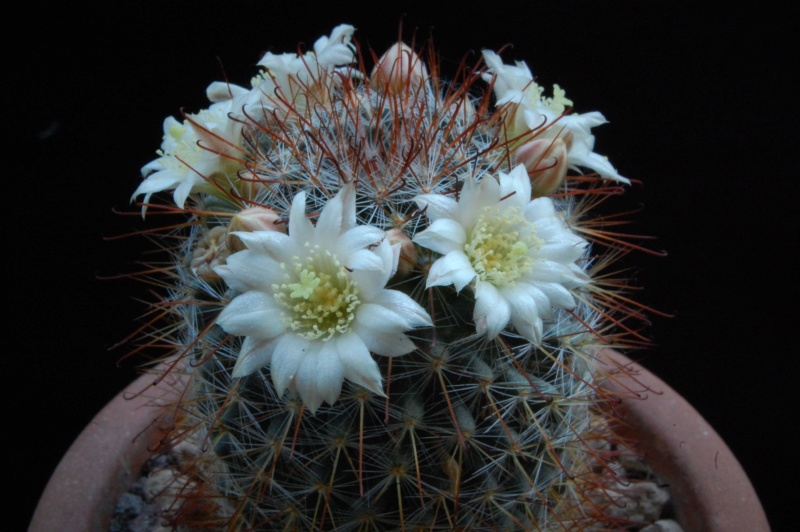 Mammillaria gilensis  forma LAU 1046