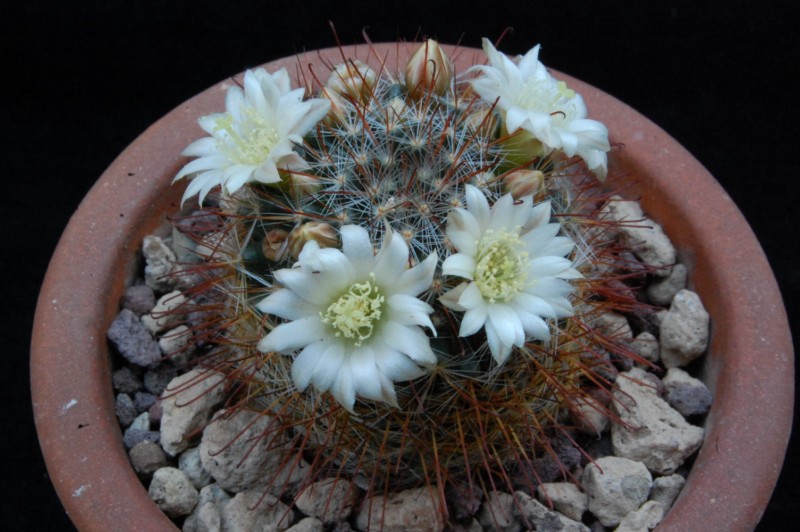 Mammillaria gilensis  forma LAU 1046