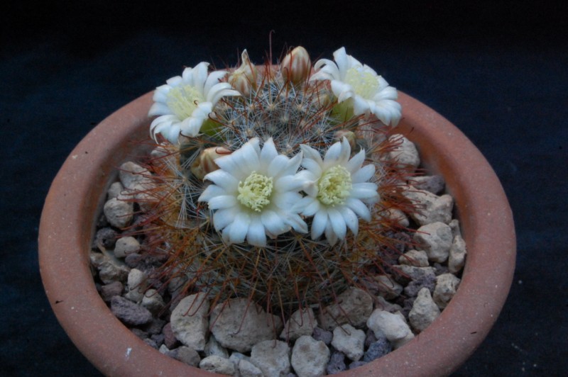 Mammillaria gilensis  forma LAU 1046