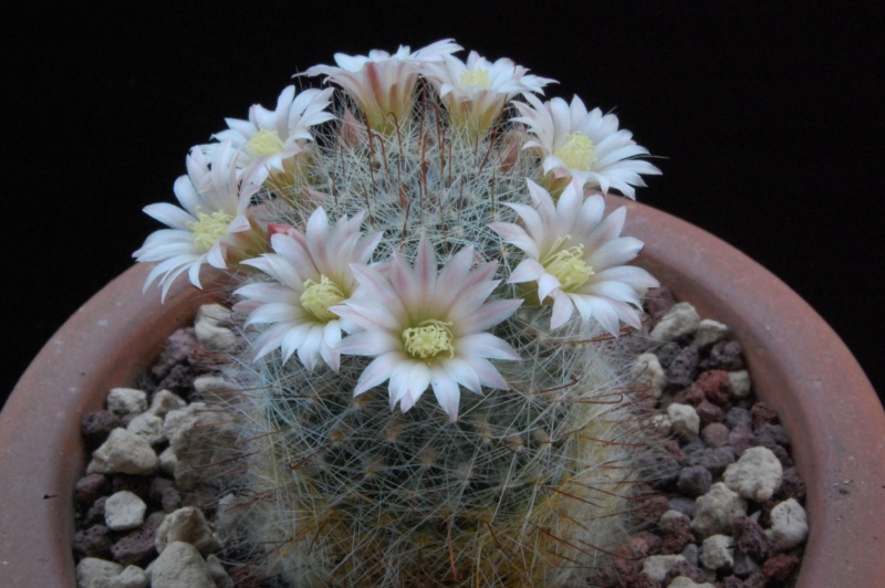 Mammillaria aff. gilensis WH 12