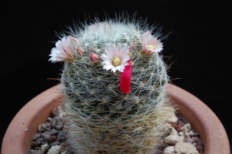 Mammillaria aff. gilensis WH 12