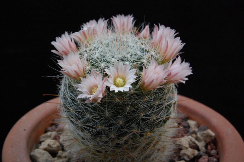 Mammillaria aff. gilensis WH 12