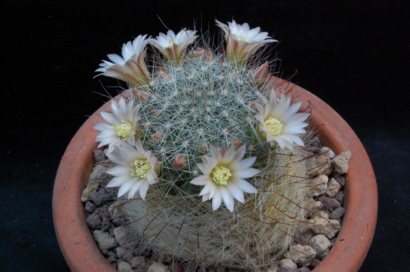 Mammillaria aff. gilensis WH 12