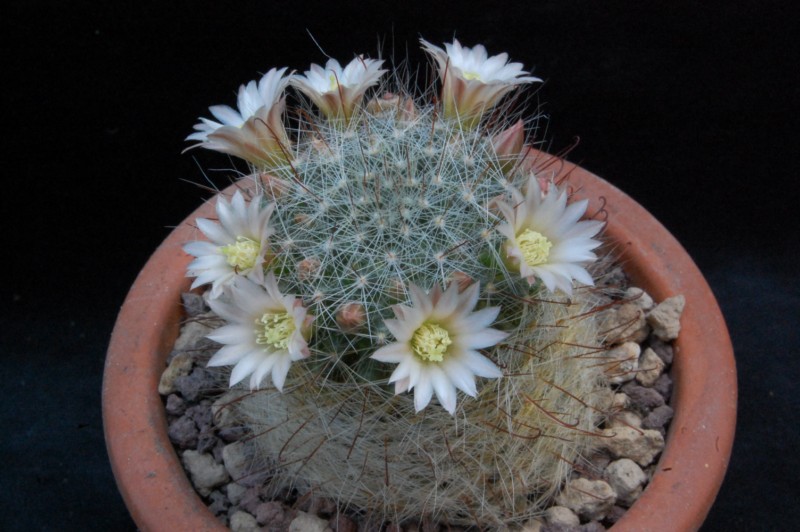 Mammillaria aff. gilensis WH 12