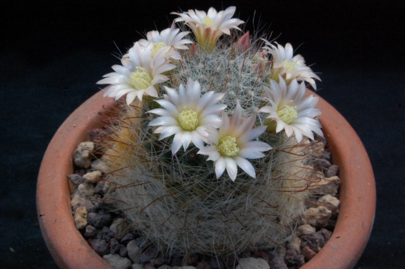 Mammillaria aff. gilensis WH 12