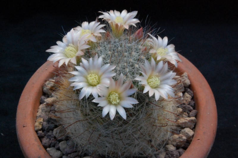 Mammillaria aff. gilensis WH 12