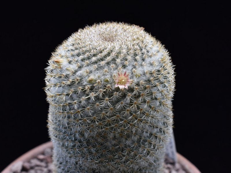 Mammillaria flavicentra P 323