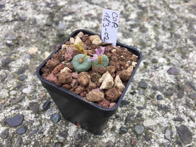 conophytum minutum