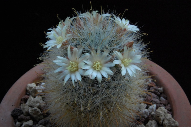 Mammillaria gilensis ML 304