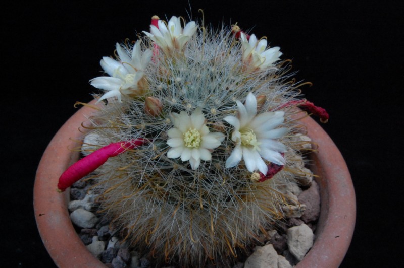 Mammillaria gilensis ML 304