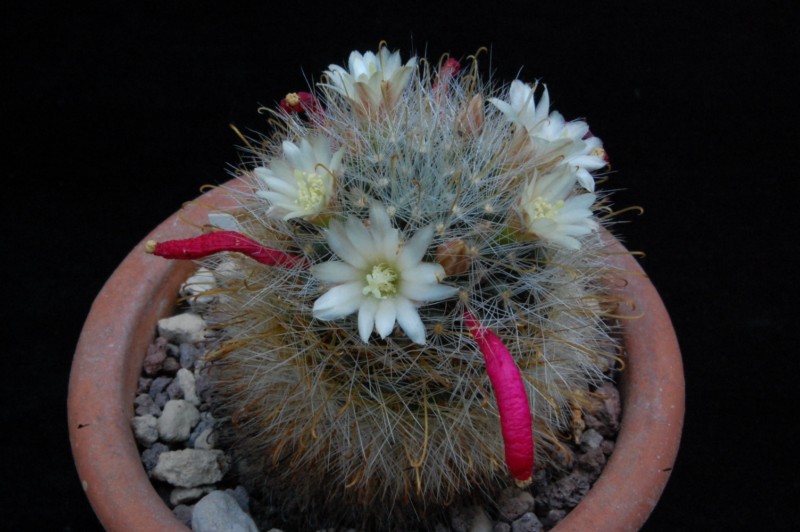 Mammillaria gilensis ML 304