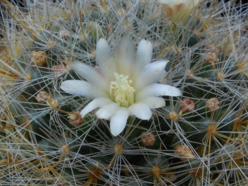 Mammillaria gilensis ML 304