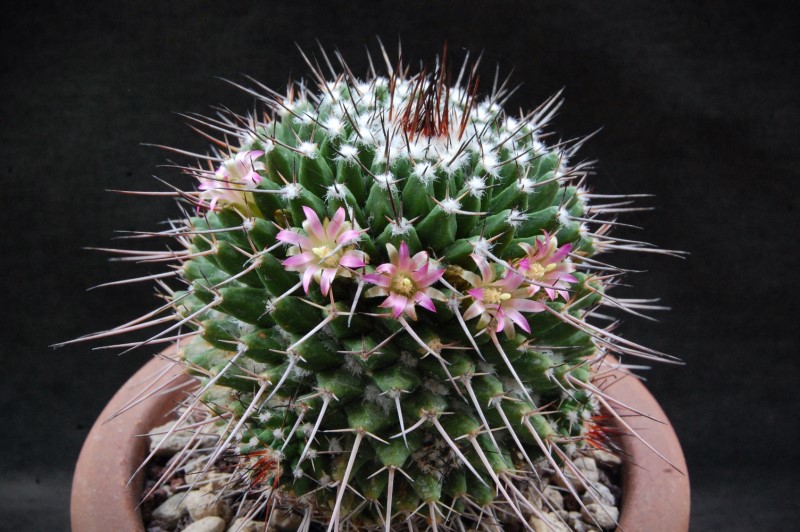 Mammillaria carnea 