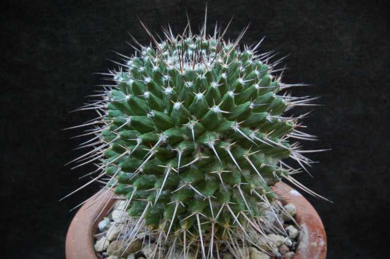 Mammillaria carnea 