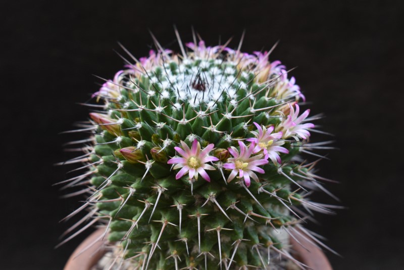 Mammillaria carnea 