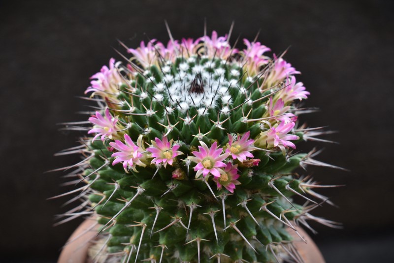 Mammillaria carnea 
