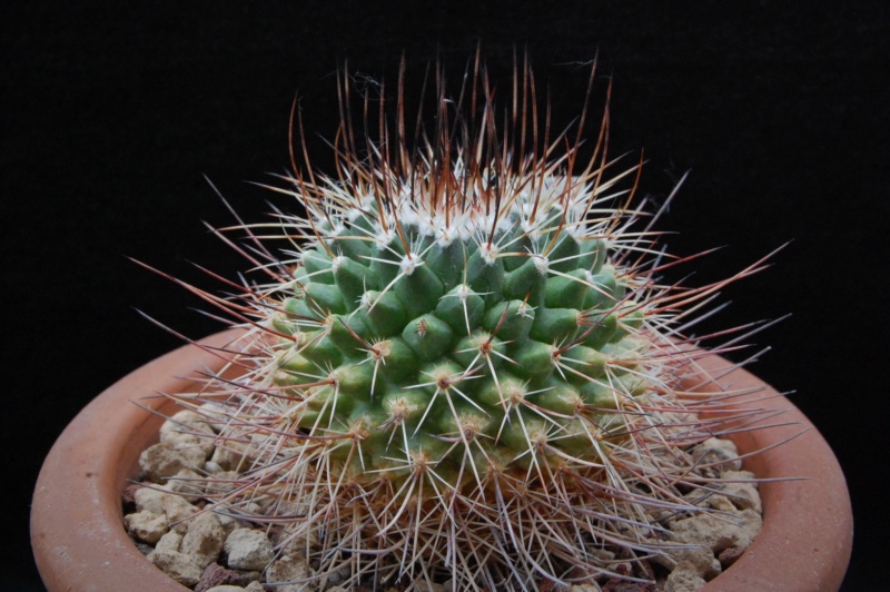 Mammillaria papasquiarensis WH 128