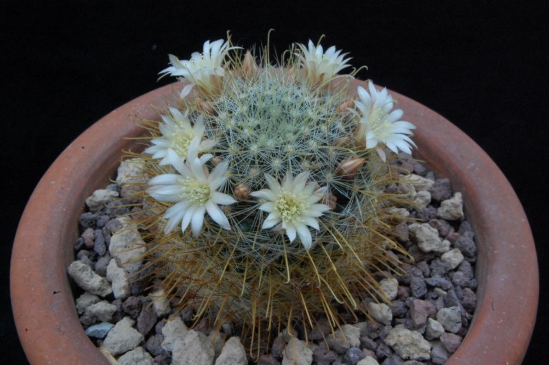 Mammillaria gilensis WTH 377