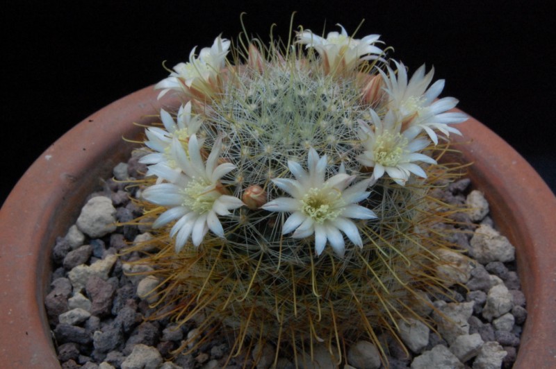 Mammillaria gilensis WTH 377