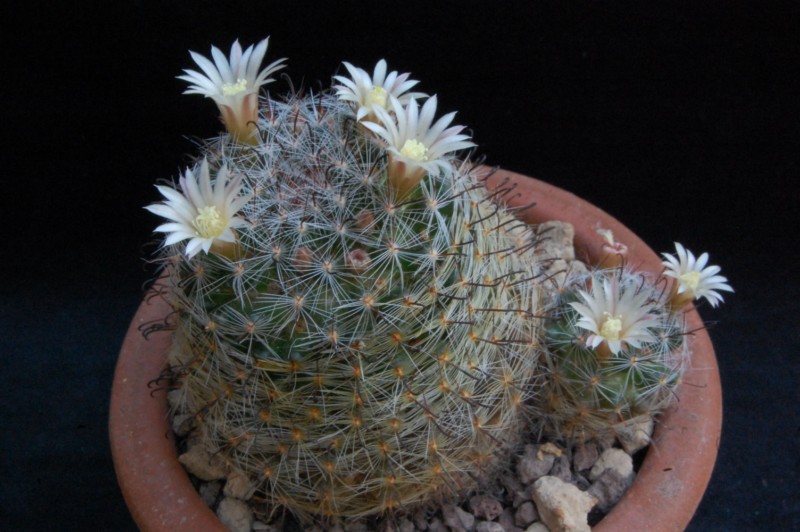 Mammillaria aff. felipensis 