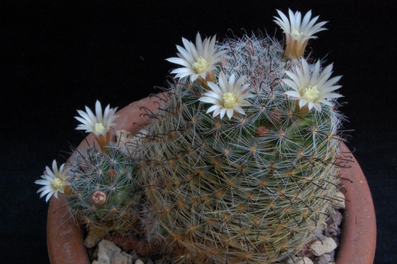 Mammillaria aff. felipensis 