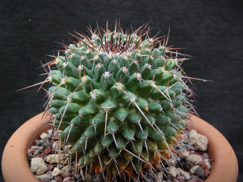 Mammillaria gigantea WH 77