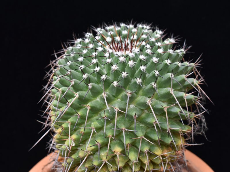 Mammillaria gigantea WH 77