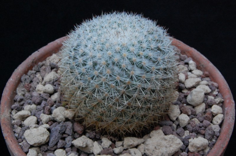 Mammillaria igualensis ML 29